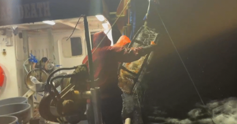 Northern California’s commercial crab season under threat from migrating whales