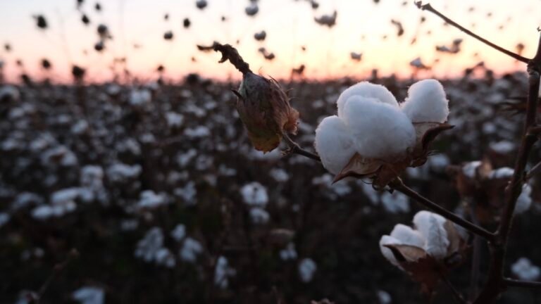 After a year of economic uncertainty, Black farmers look to the future : NPR