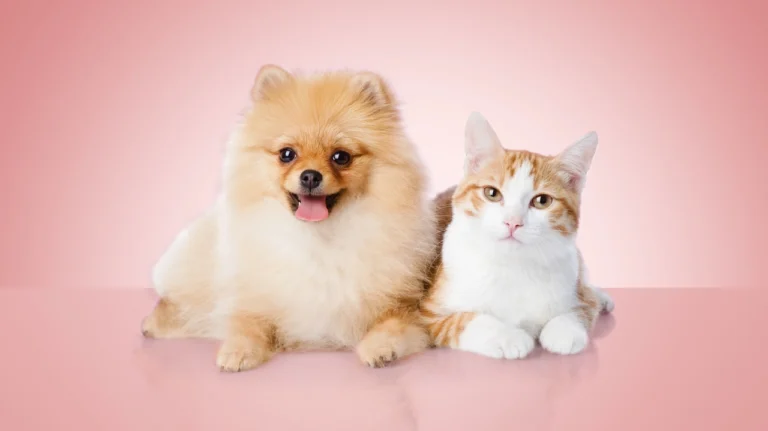 Comprehensive Coverage for Your Furry Friends