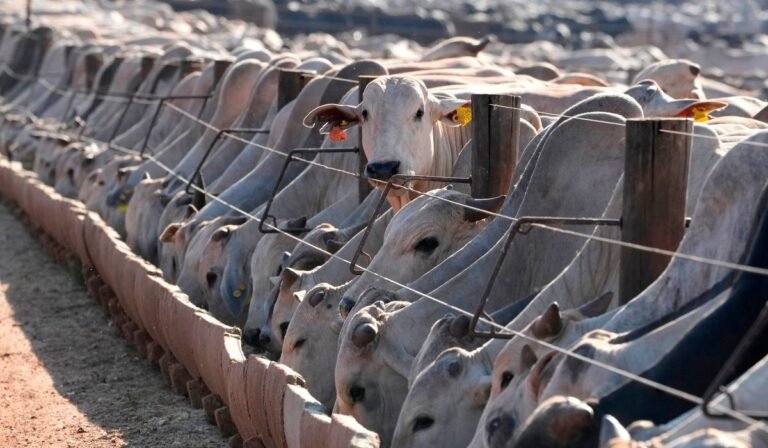 Brazil says the EU has moved to block its animal product exports starting from September