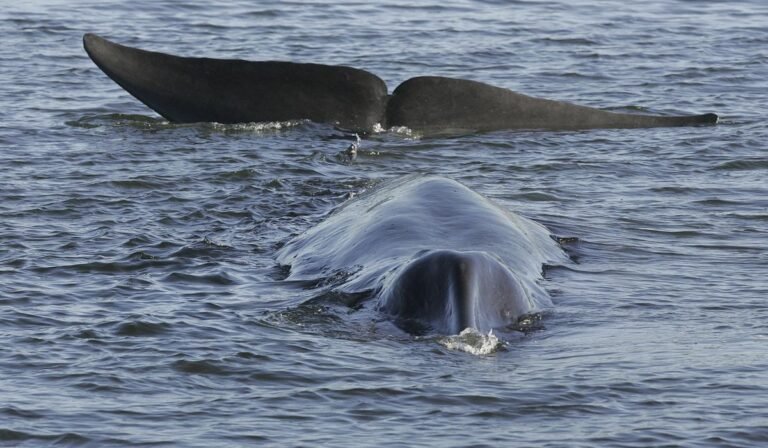 Endangered pregnant whale found dead on bow of Royal Caribbean cruise ship in Alaska