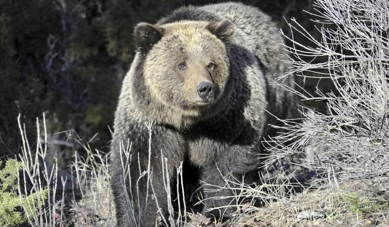 Grizzly bear mauls San Diego hiker on Glacier National Park trail