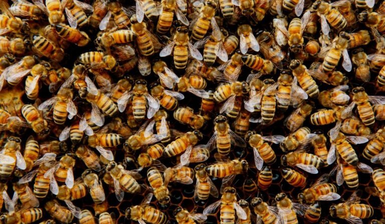 Truck full of bees overturns on Montana highway near Yellowstone