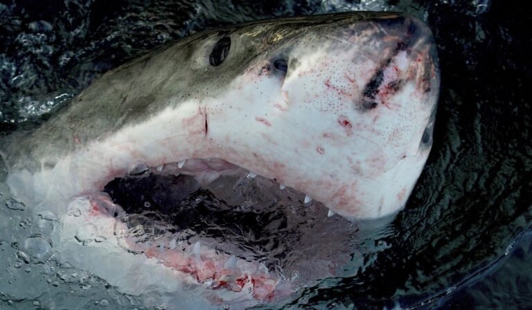 Fisherman reels in white shark off Massachusetts, then snags the hook from its toothy mouth