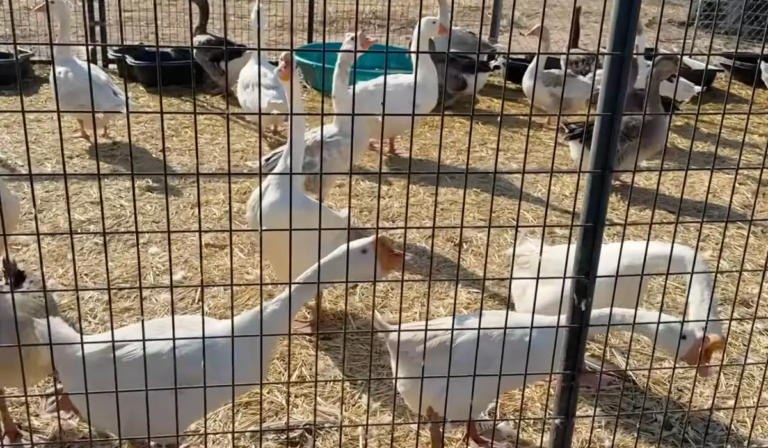 San Diego County authorities remove more than 820 birds from property after reports of improper care
