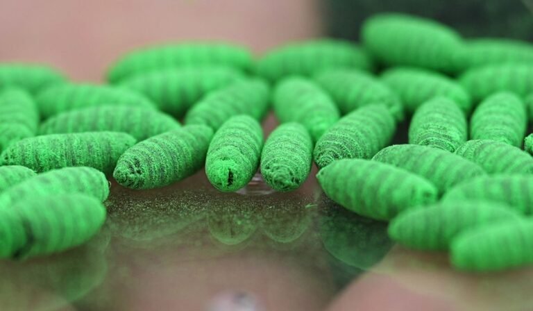 What to know about protecting pets from the New World screwworm fly