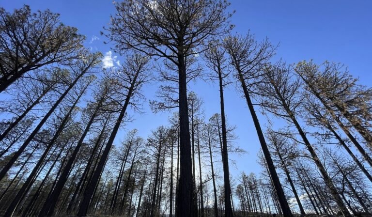 U.S. Forest Service employees taken hostage in California released safely
