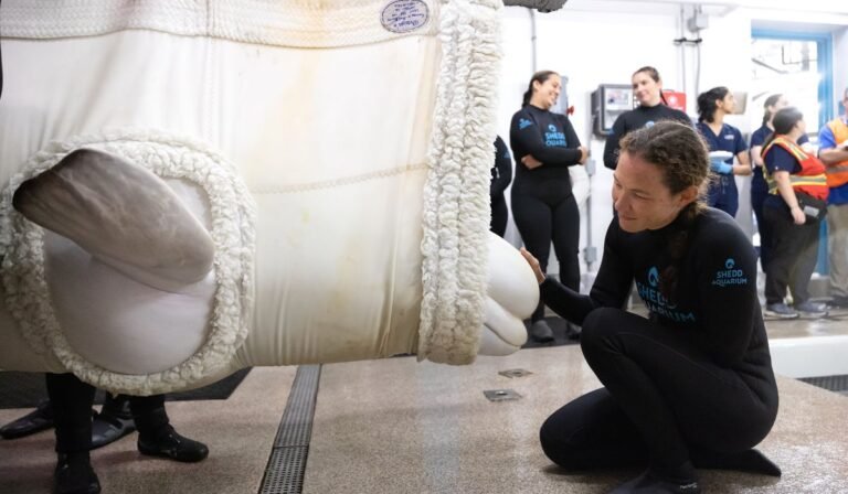 Four more belugas arrive at Chicago aquarium from shuttered Canadian theme park