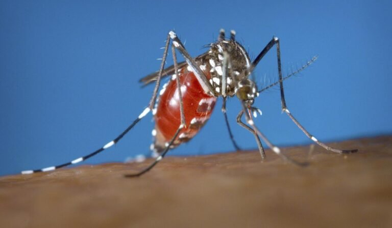Cases rising of mosquito-borne disease dengue in Tampa Bay area