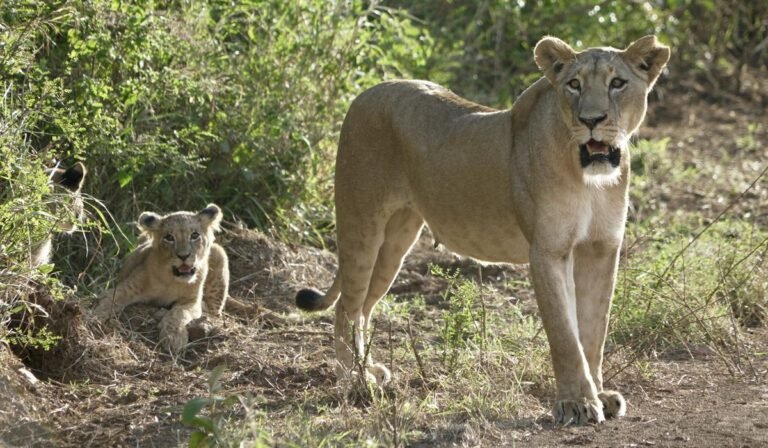 Sheriff warns Indianans to be alert after report of escaped lioness, cub