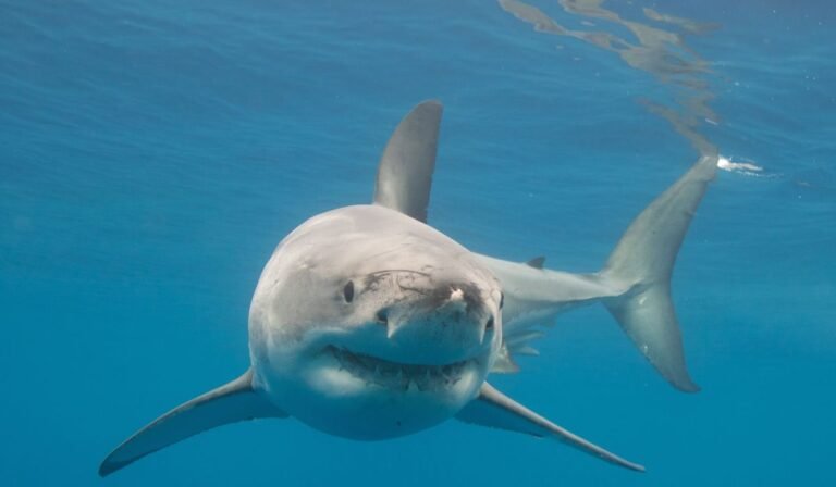 71-year-old lifeguard unharmed in Maine after great white shark pulls him underwater