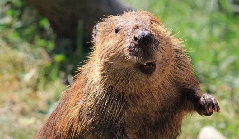 Dead beaver tests positive for rabies at Maryland state park where girl was attacked